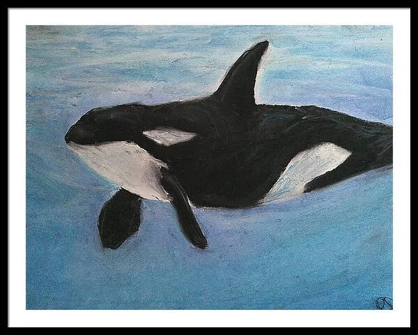 Orca Calls  - Framed Print