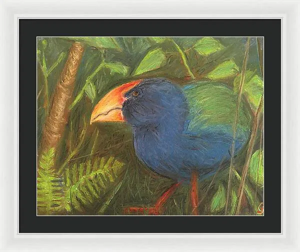 The Takahe - Framed Print