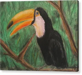 Toucan - Acrylic Print