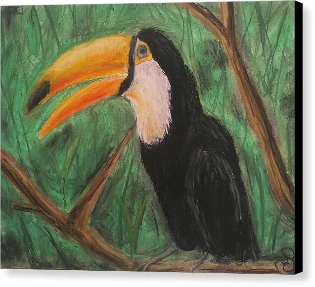 Toucan - Canvas Print